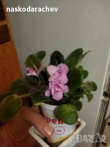 Теменужка, теменужки, сенполия розова, розов цвят , снимка 12 - Стайни растения - 43236680