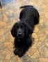 Мъжки кокер шпаньол , снимка 7