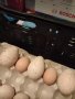 ПРОДАВАМ ОПЛОДЕНИ ПУЕШКИ И КОКОШИ ЯЙЦА, снимка 6