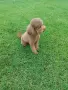 Малтипу/Maltipoo , снимка 3