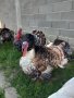 ПРОДАВАМ ОПЛОДЕНИ ПУЕШКИ И КОКОШИ ЯЙЦА, снимка 13