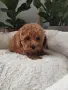 Poodle toy -мини пудел, снимка 3