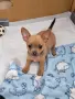 Чихупинчери 2 момченца,1 момиченце, снимка 6