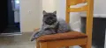 Персийски котенца, снимка 1