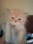 Мъжко персийско котенце , снимка 1