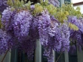 Вистерия (глициния), снимка 1