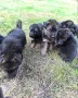 Чистокръвни немски овчарки с дълъг косъм , снимка 9