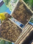 пчелни отводки 2026г, снимка 4