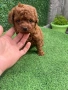 Мини Той пудел , снимка 5