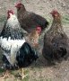 Кокошки катунски, снимка 1 - Кокошки и пуйки - 41227073