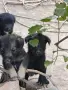 Подарявам кученца на 1 месец, снимка 2