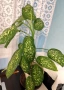 Продавам саксия с декоративно растение Дифенбахия., снимка 2