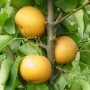 Азиатска круша Наши (Pyrus pyrifolia), снимка 1