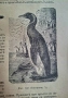 100-годишна антикварна ценност: „Зоология“ (1926) – Изд. Хр. Г. Данов, снимка 2