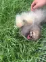 мини момченце померанче, снимка 2