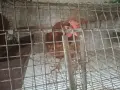 Пподавам носачки Леман Браун , снимка 3