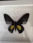 Истински Пеперуди в рамка, снимка 10