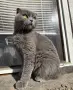Клепоухи шотландски котета , снимка 8