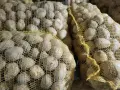 Продавам едър жълт картоф сорт Сорая , снимка 3