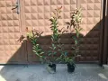 Фотиния-(Photinia Red Robin)60-70см, снимка 11