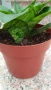 Сансевиера 2 вида / Sansevieria Hahnii/Sansevieria trifasciata  , снимка 10