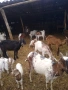 Продавам кози 20 броя, снимка 6
