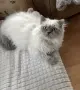 Мъжки котарак за Разплод, снимка 1
