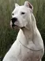 Argentinska doga, снимка 5