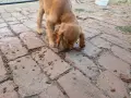 Малко куче Кокер Шпаньол мъжко, снимка 2