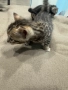 Бенгалски котенца, снимка 6