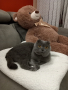 Шотландски клепоухи котета , снимка 16