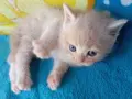 Сибирче, сибирска котка, сибирски котенца, сибирско коте, хипоалергично, момче крем, снимка 7