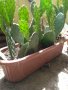 Саксии с незамръзващ кактус  , снимка 10