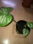 Philodendron Sodiroi , снимка 2