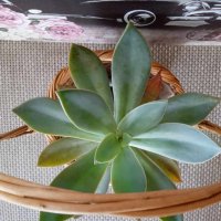 красиво екзотично растение в саксия от Остров Палма де Майорка., снимка 2 - Стайни растения - 42076001