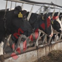 Хранителни решетки за отглеждане на крави и телета, снимка 2 - За селскостопански - 34653675