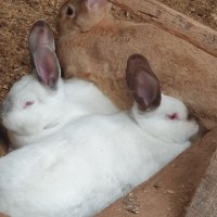 зайци на различна възраст , снимка 4 - Други - 44262462