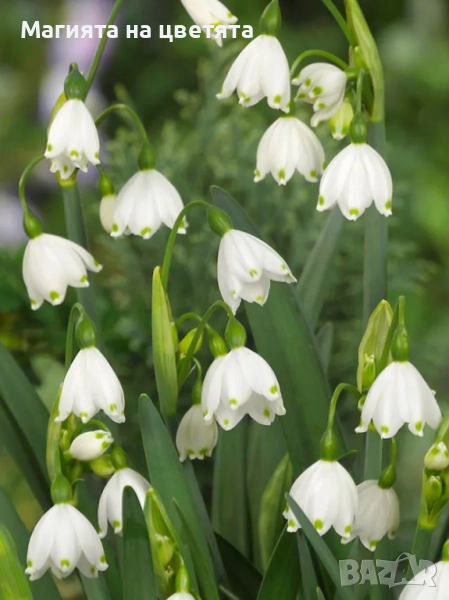 Разпродажба Блатно кокиче луковици, снимка 1