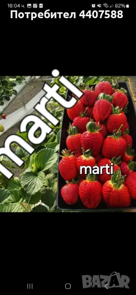 Расзад ягоди и малини , снимка 1