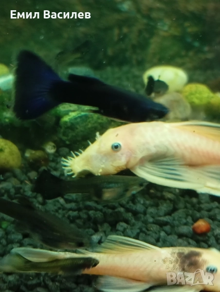 L144 анциструс, снимка 1