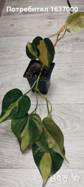 Филодендрон Бразил, снимка 1