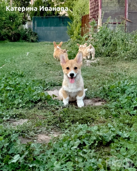 Уелско Корги Пембрук, снимка 1