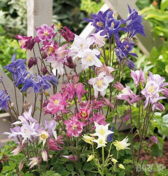 Продавам семена кандилки /кошнички( шарени), снимка 1