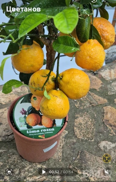 Лимета Лима Роса, снимка 1