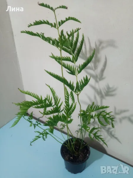 Папрат, снимка 1