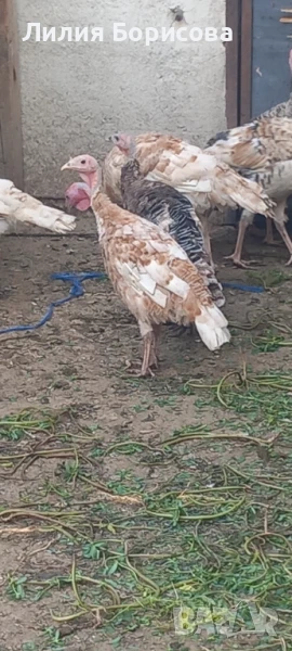 Продавам Домашни пуйки на 5месеца, снимка 1