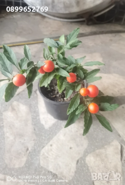 Соламун, снимка 1