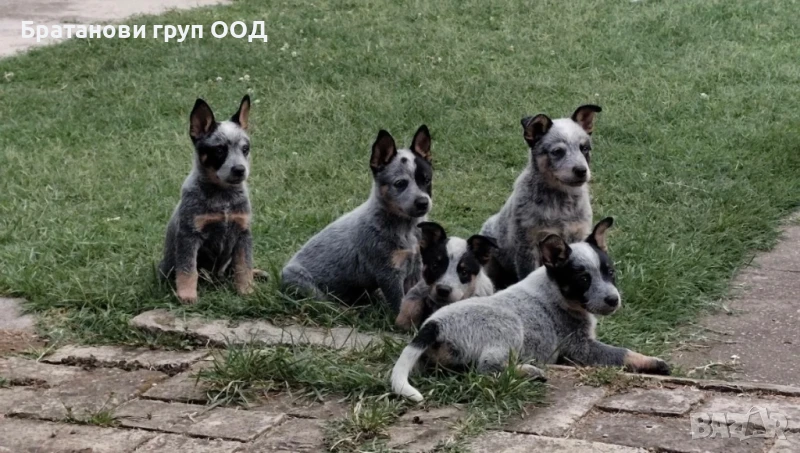 Австралийски кетълдог, снимка 1