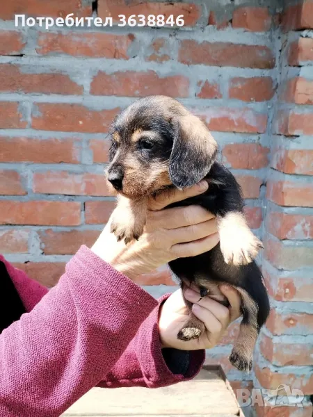 Твърдокосмест дакел, снимка 1