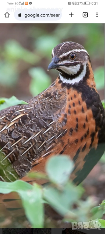 Арлекин пъдпъдък, снимка 1